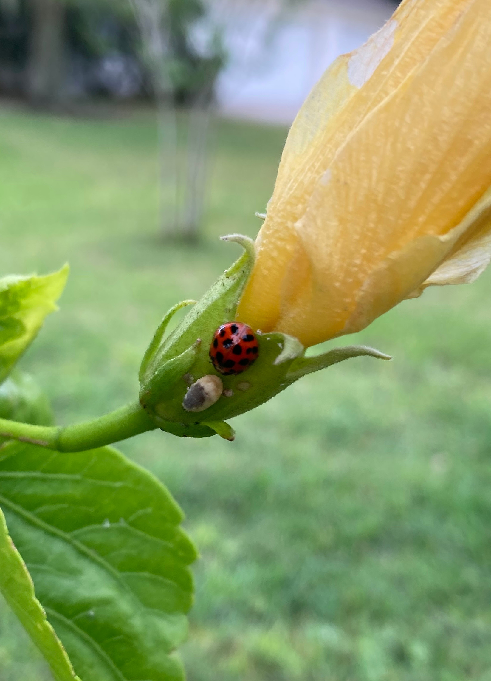 Ladybug on yellow flower